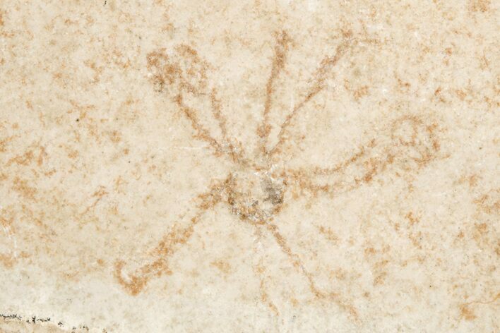 Floating Crinoid (Saccocoma) Fossil - Solnhofen Limestone #216498